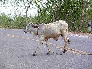 Buffalo crossing