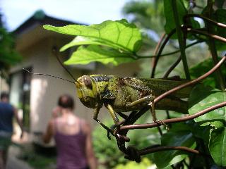 The giant grasshopper