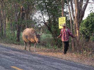 Buffalo