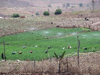 Rice paddies