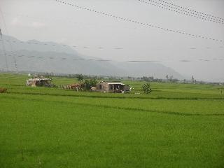 021 Rice Paddies