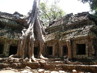 033 Tree Temple 1