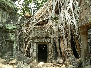 034 Tree Temple 2