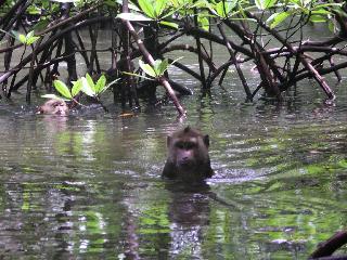 29 Monkeys swimming