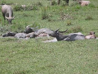 36 Buffaloes bathing