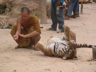 20 Monk & tiger