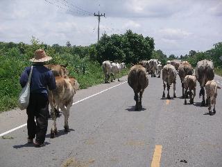 03 Cattle traffic jam