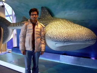 Whale Shark Replica