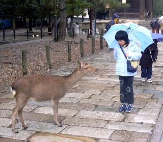 Deer in Todaiji Nara