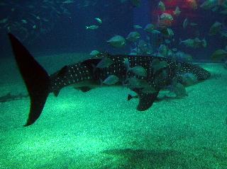 Whale Shark